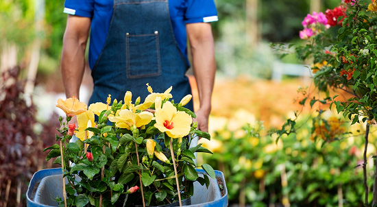 Landscaping & Gardening Services